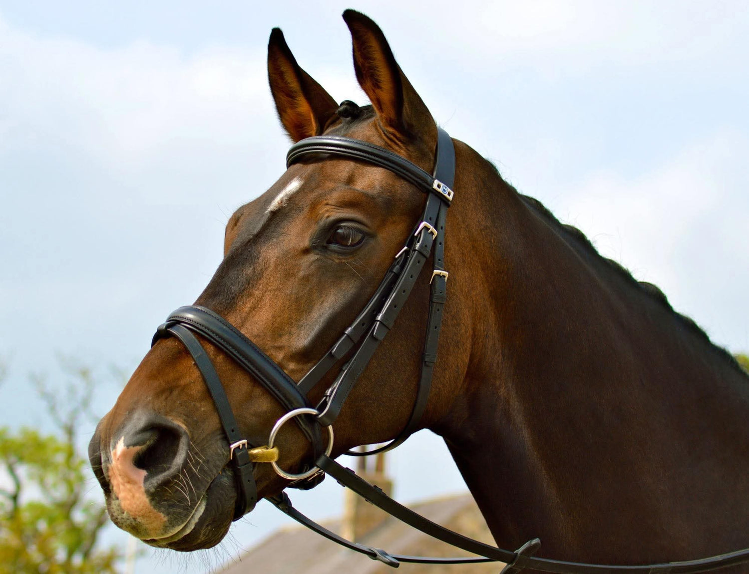 Equestrian